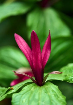 RBGE