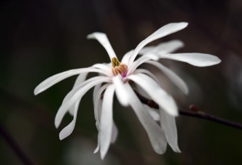 RBGE