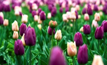 RBGE