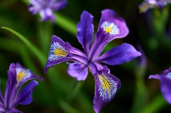 RBGE