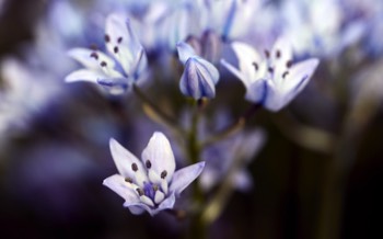 RBGE