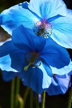 RBGE