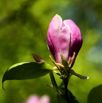 RBGE