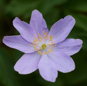 RBGE