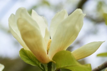 RBGE