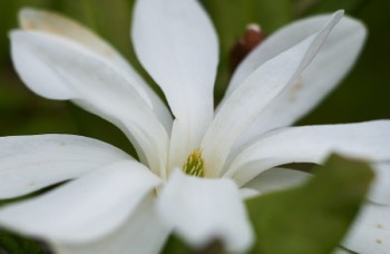 RBGE