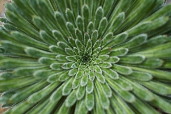 RBGE