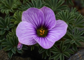 RBGE