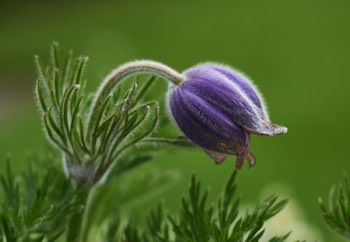 RBGE