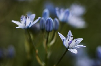 RBGE