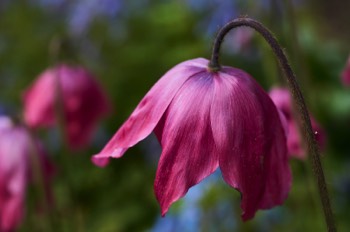 Poppy (RBGE)