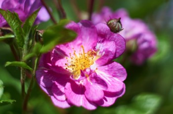 Rose (Helios)
