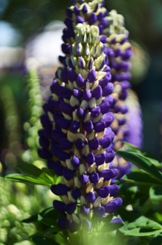 Lupinie (Helios)