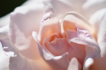 Rose (Helios)
