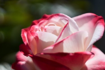 Rose (Helios)