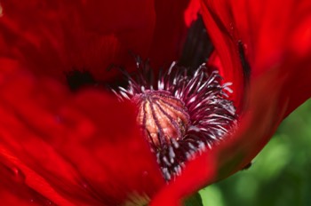 Poppy (Helios)