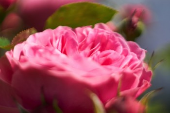 Rose (Helios)