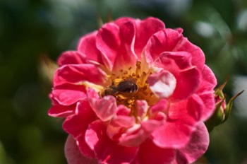 Rose (Helios)