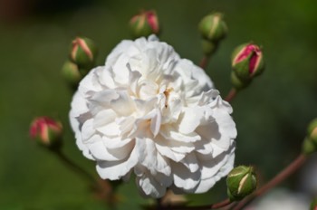 Rose (Helios)