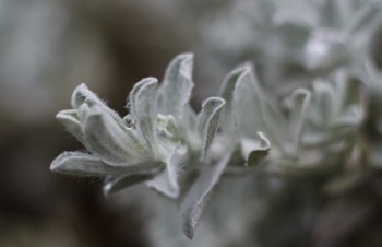 Water drops