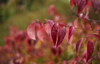 Autumn leaves