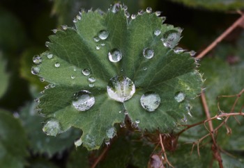 Rain