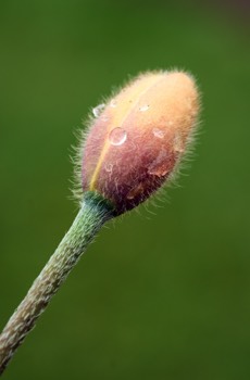 RBGE