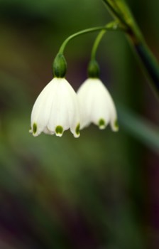 RBGE