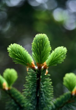 RBGE
