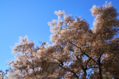  Tree in Bellinostraße 