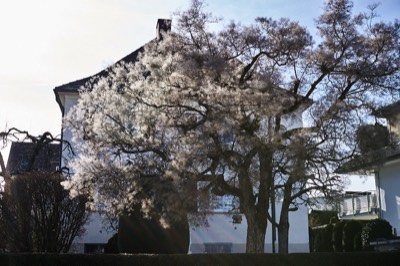  Tree in Bellinostraße 