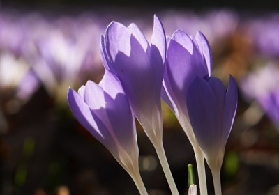  Crocus 