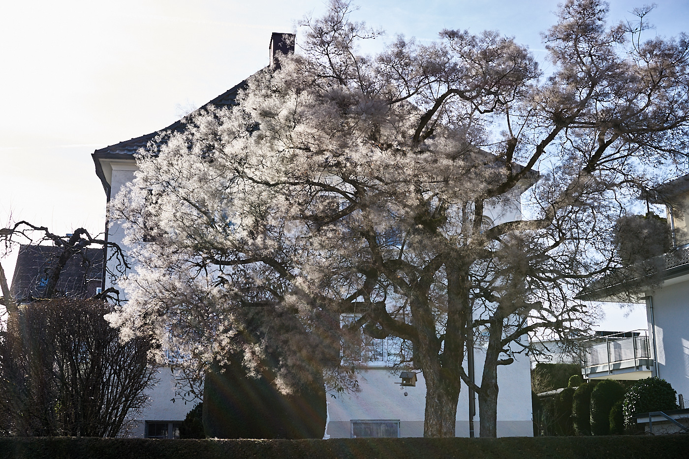  Tree in Bellinostraße 