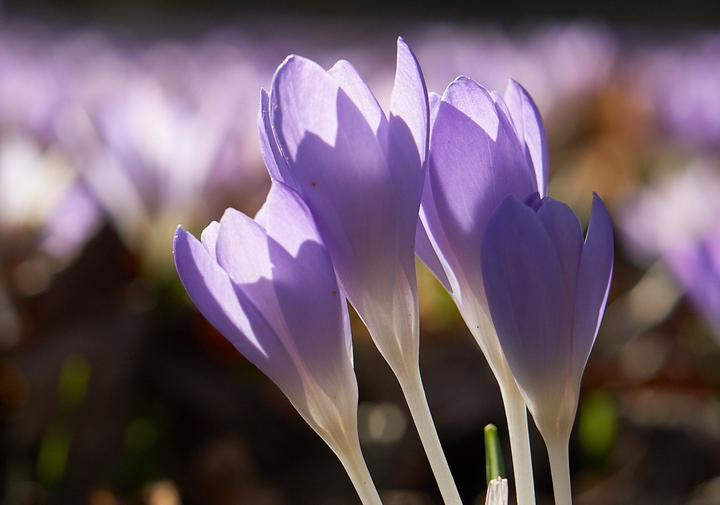  Crocus 