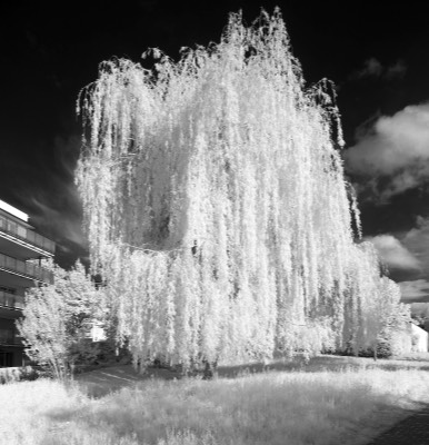  Weeping willow 