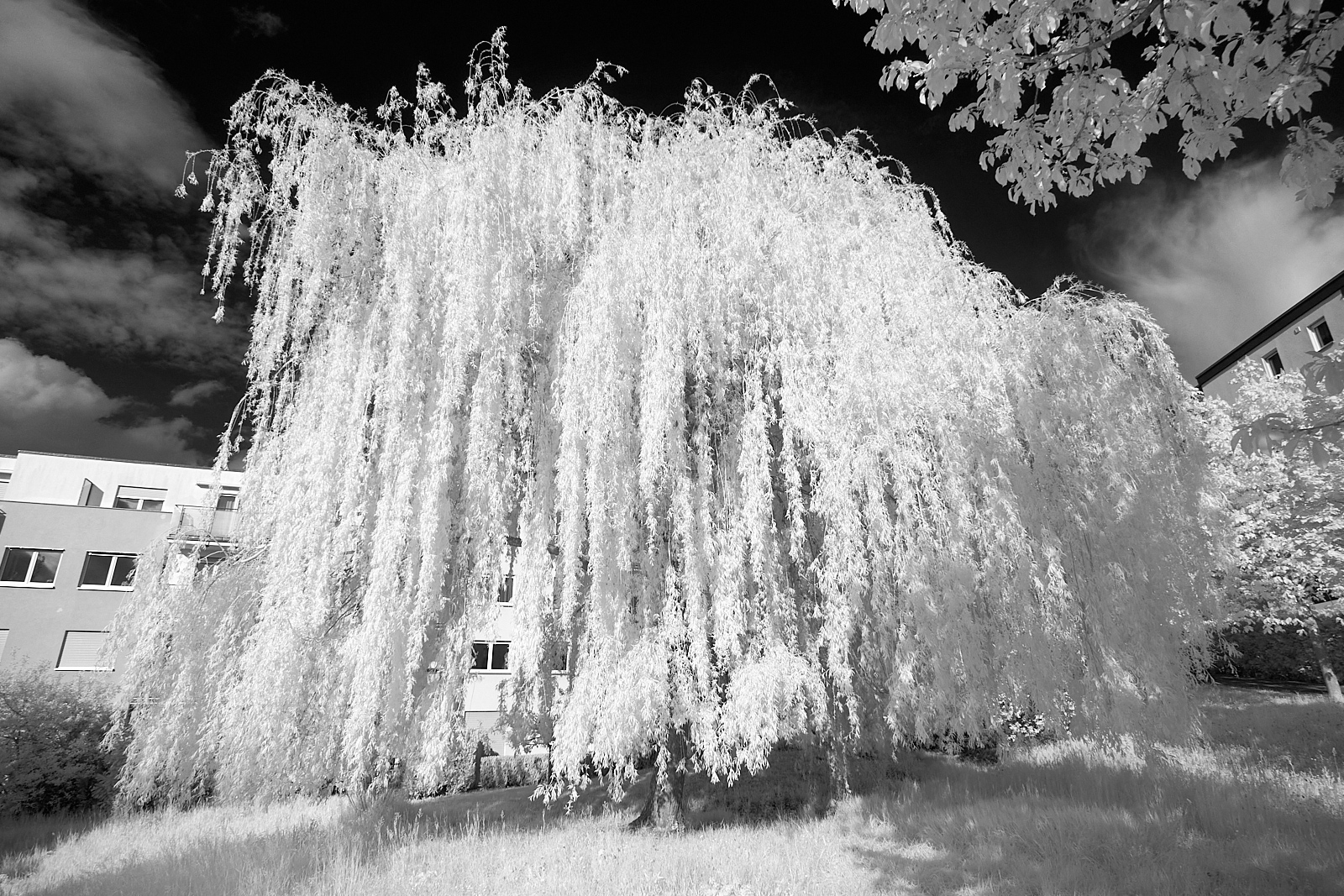  Weeping willow 