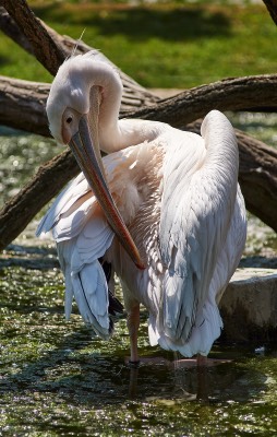  Pelican 