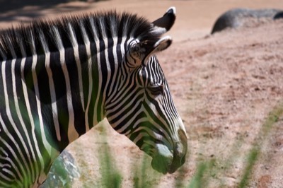  Zebra 