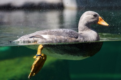  Duck 