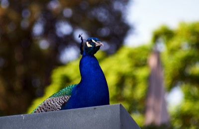  Peacock 