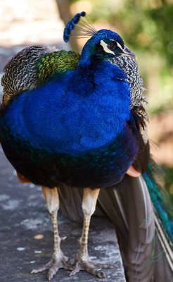  Peacock 