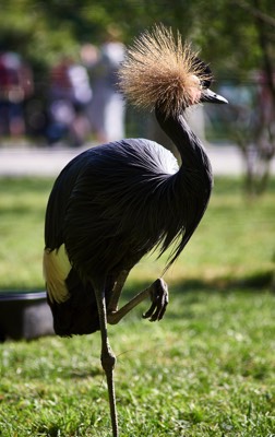  Ostrich 