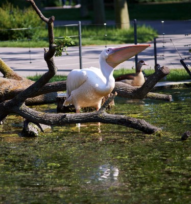  Pelican 