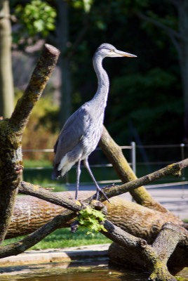  Heron 