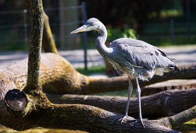  Heron 
