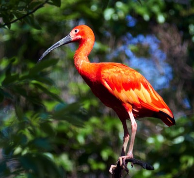  Ibis 