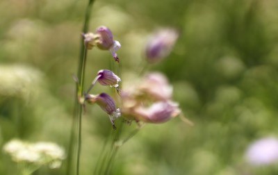  Meadow 