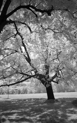  Rosensteinpark 