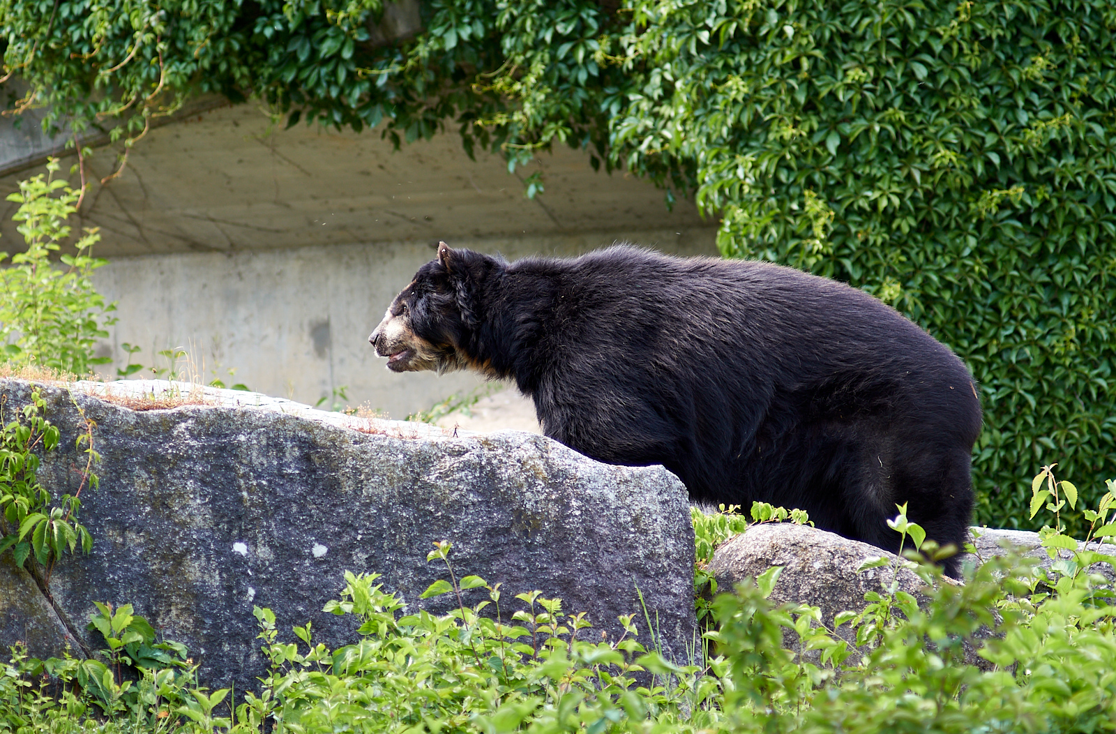  Spectacled bear 