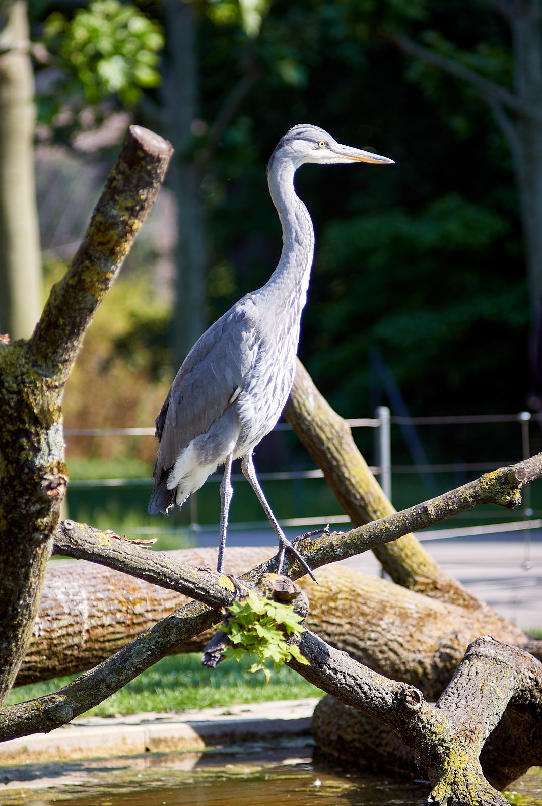  Heron 
